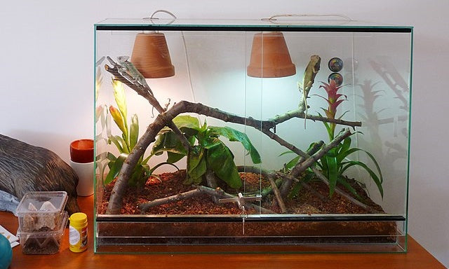 The Wild Side of Home: Understanding the Unique World of Vivariums